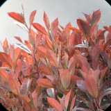 CygPXR