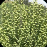 CygehD