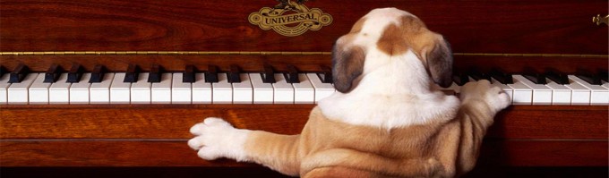funny dog piano player web header