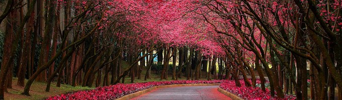 spring pink flowering trees and forest roads web header
