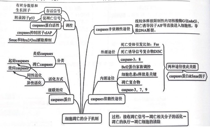 diaowang3