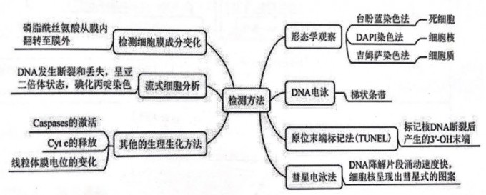 diaowang2