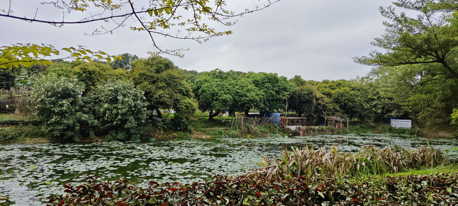 东莞市荔香湿地公园