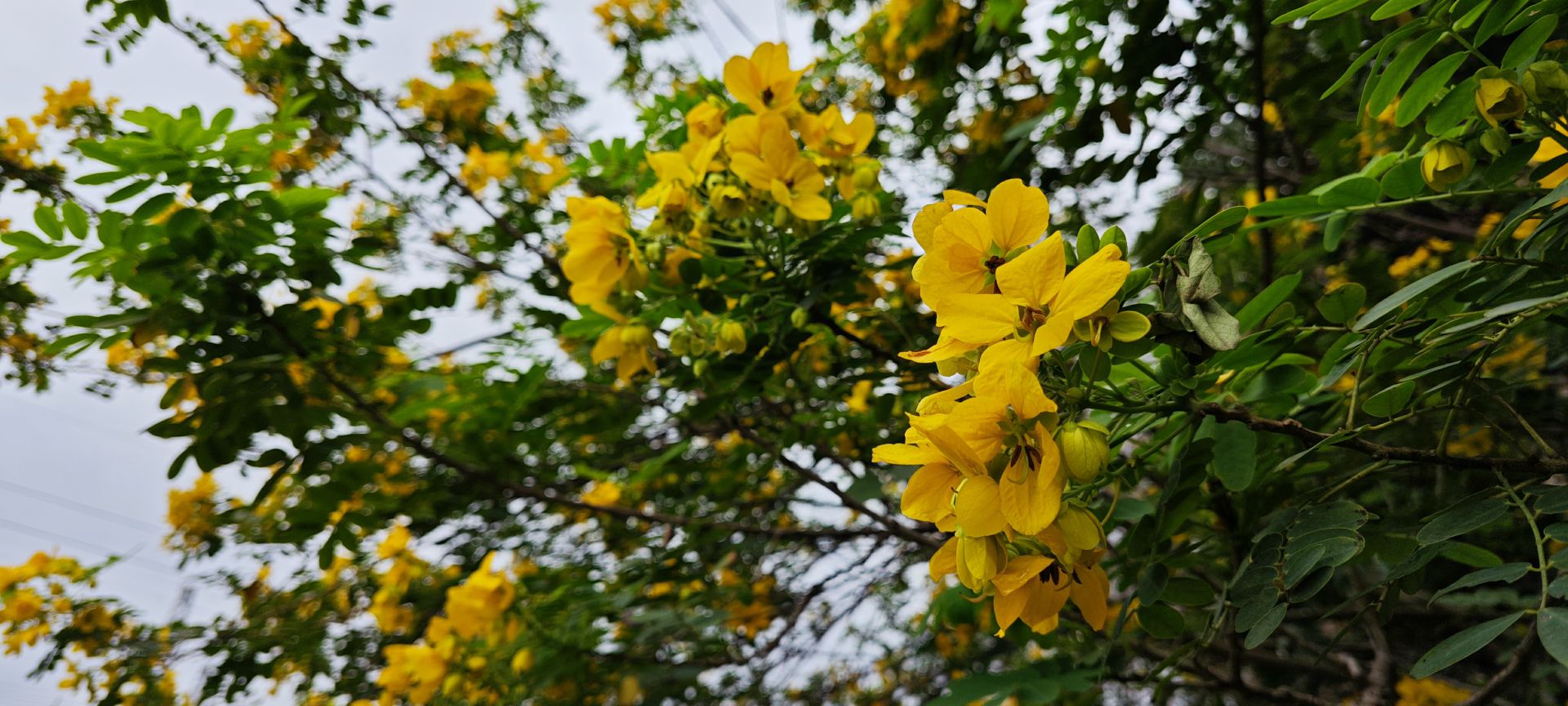 东莞市荔香湿地公园