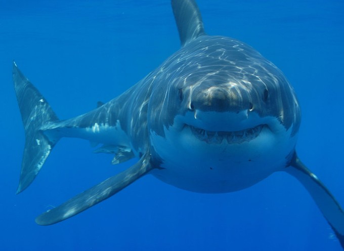 Great white shark south africa