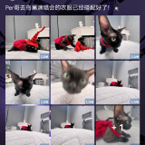 piBSiwt