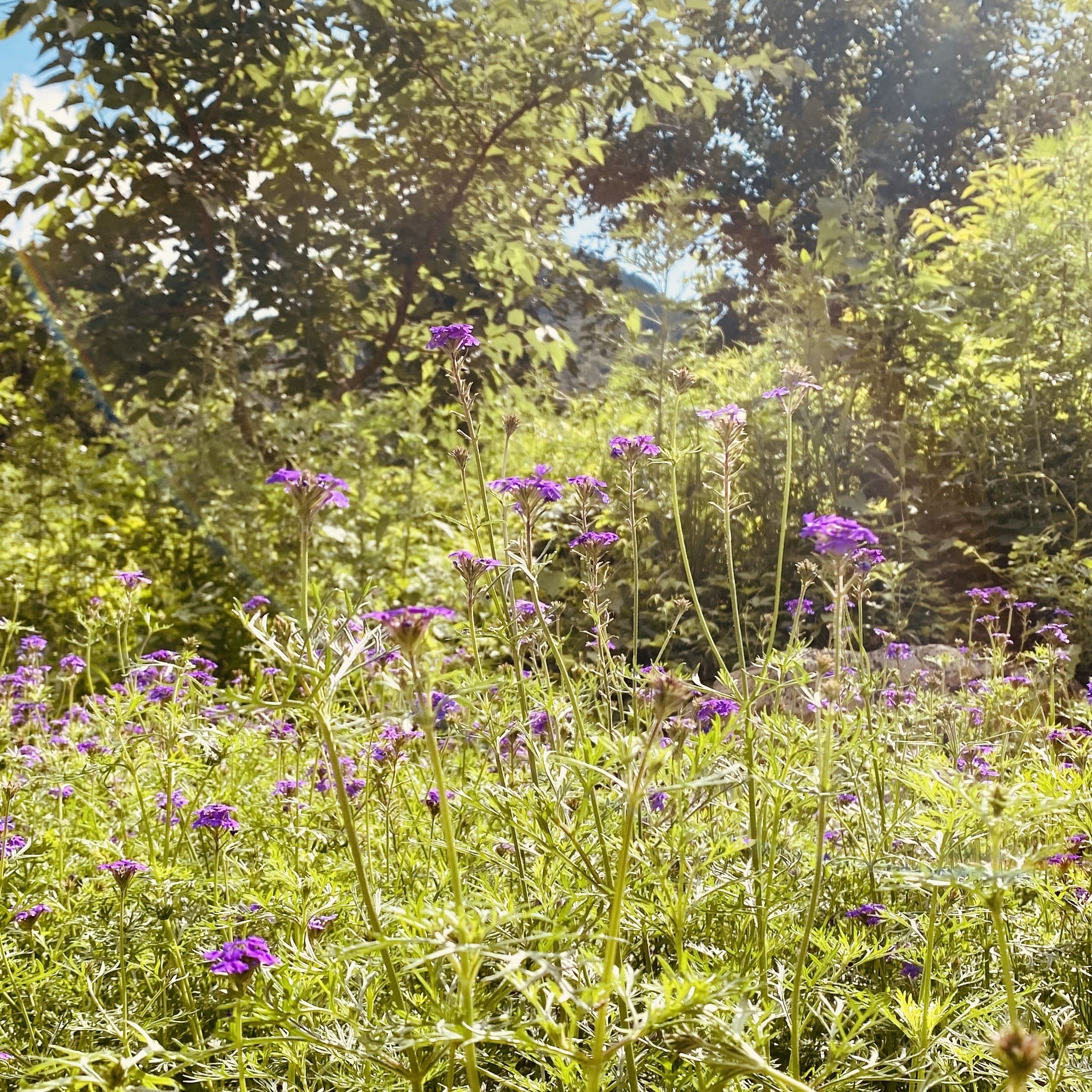 紫色的野花