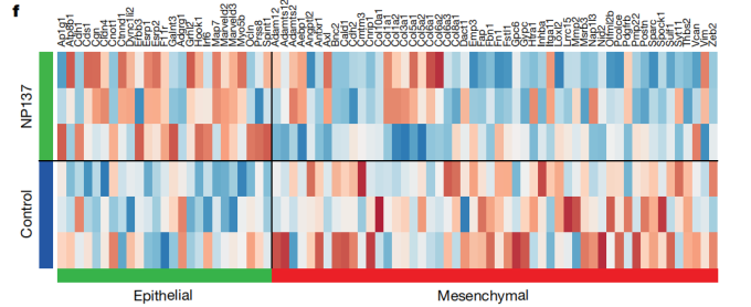 control-treat-×-epithelial-mesenchymal-heatmap