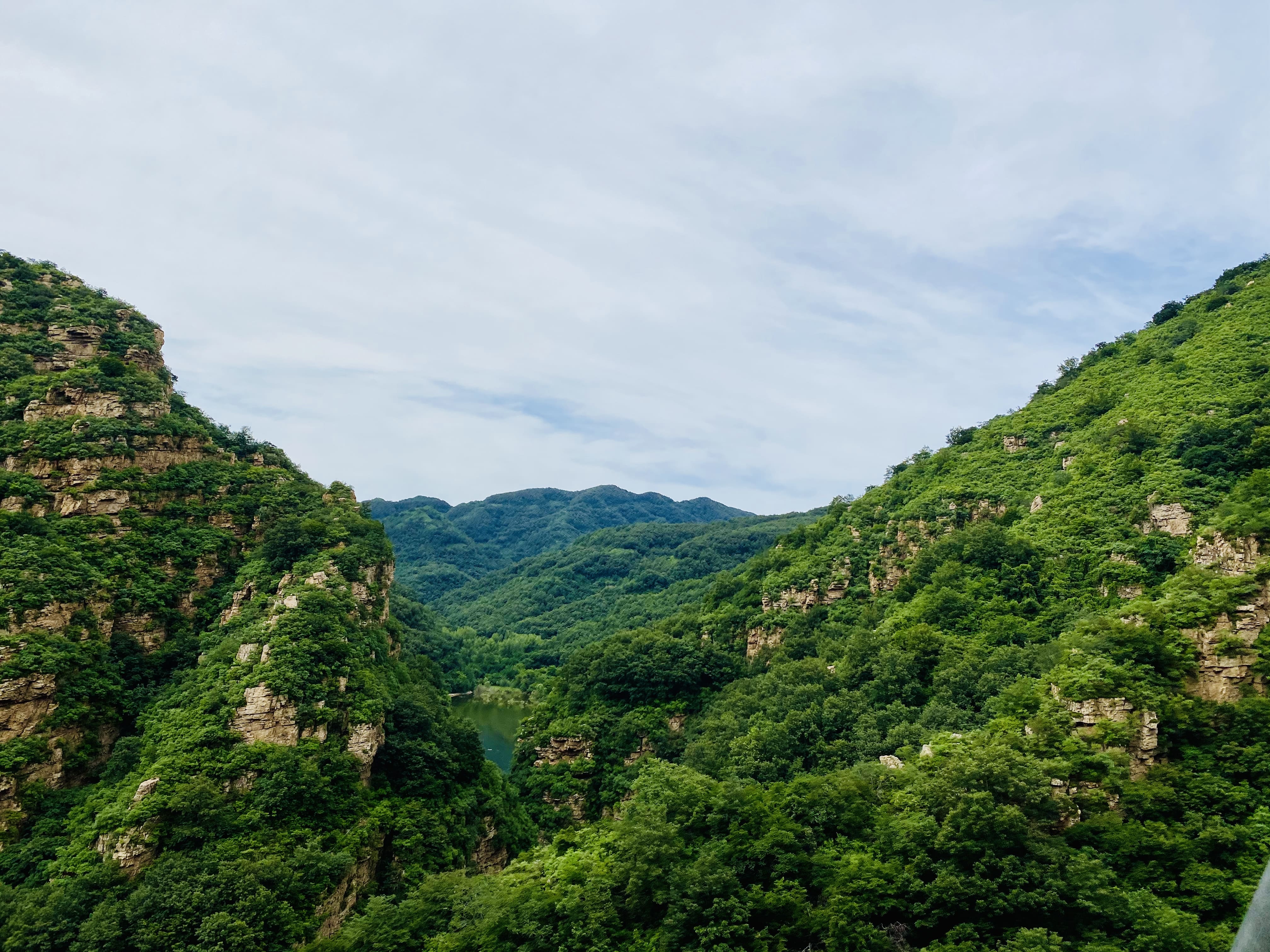 绿树成荫