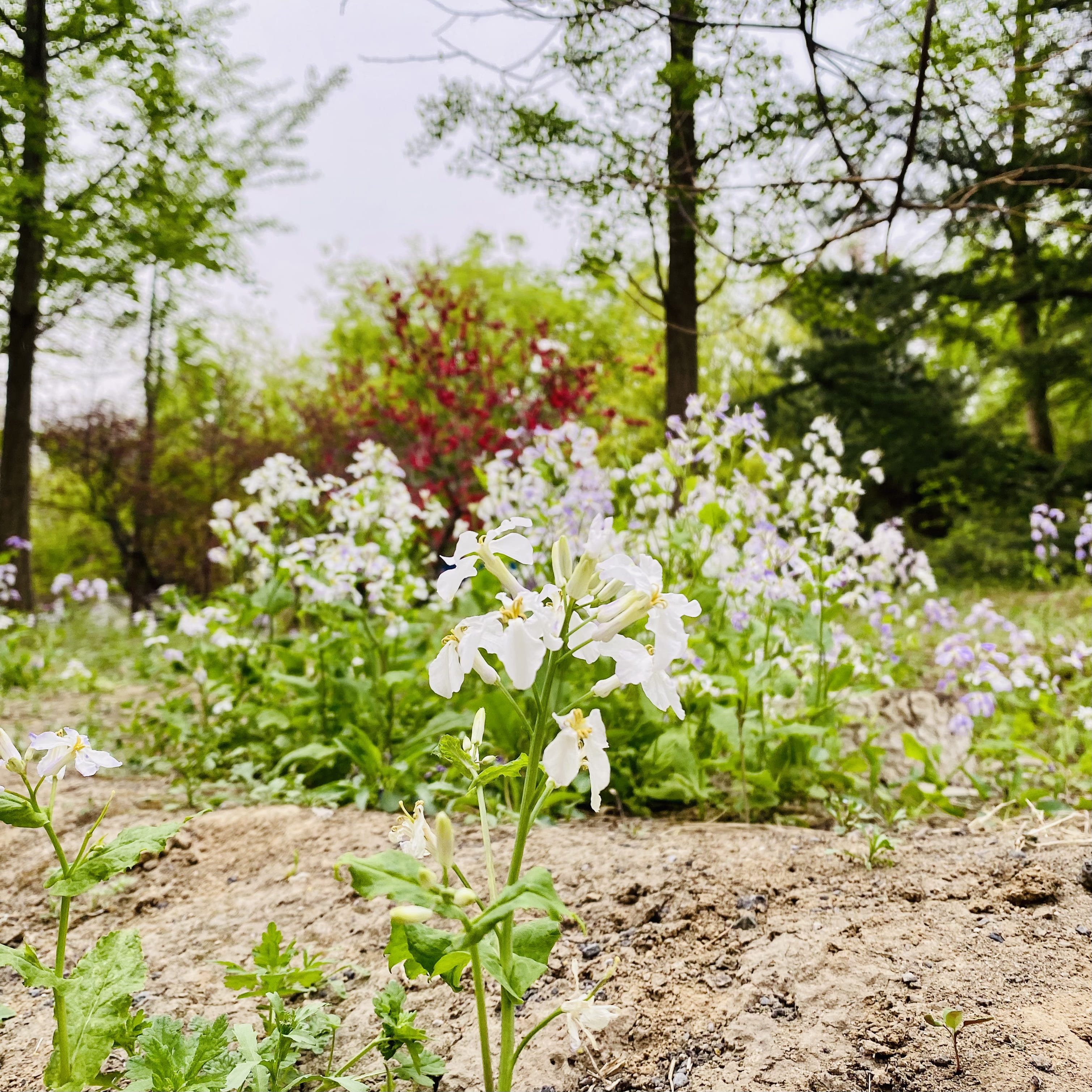 白色的野花