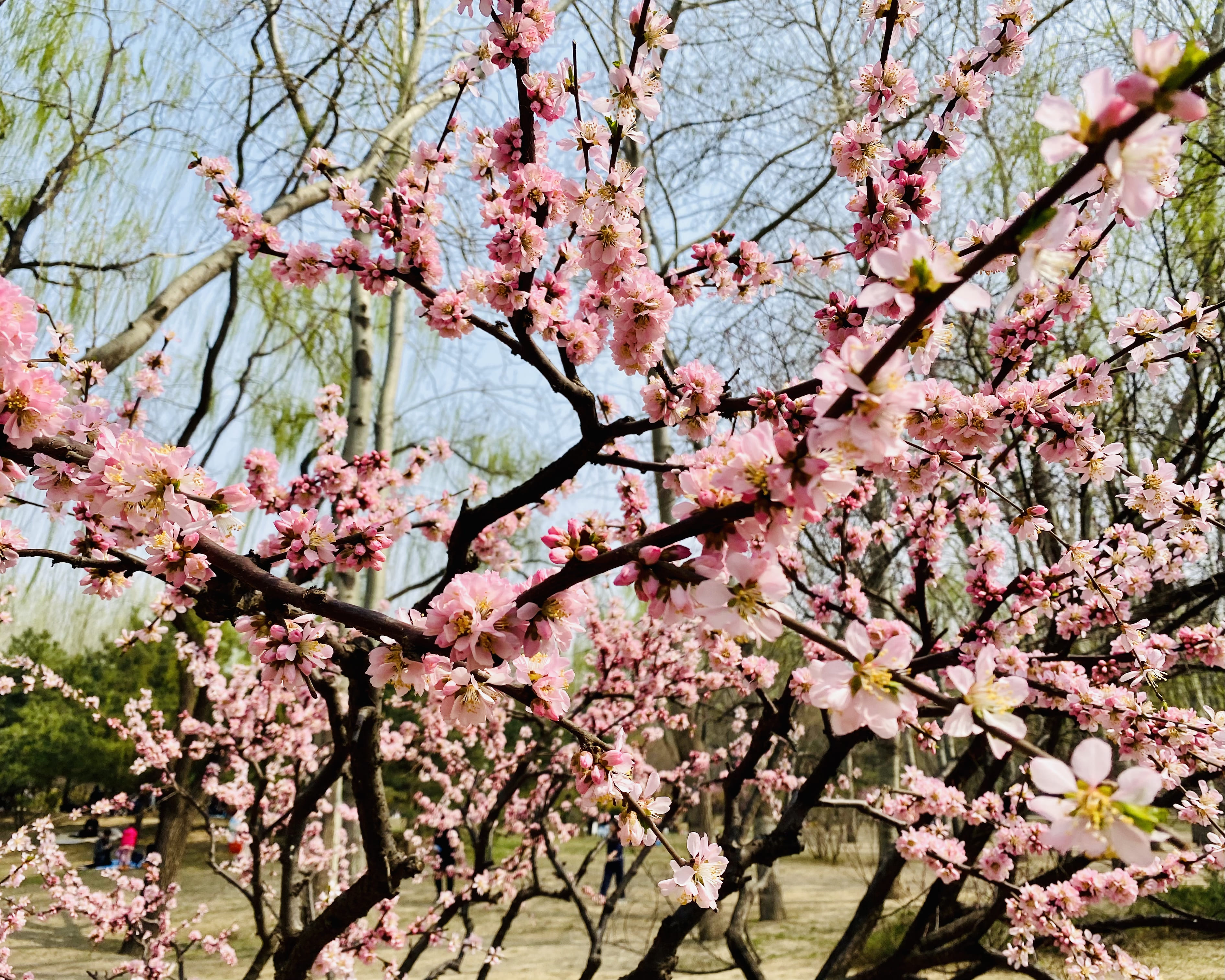 在那"桃花"盛开的地方