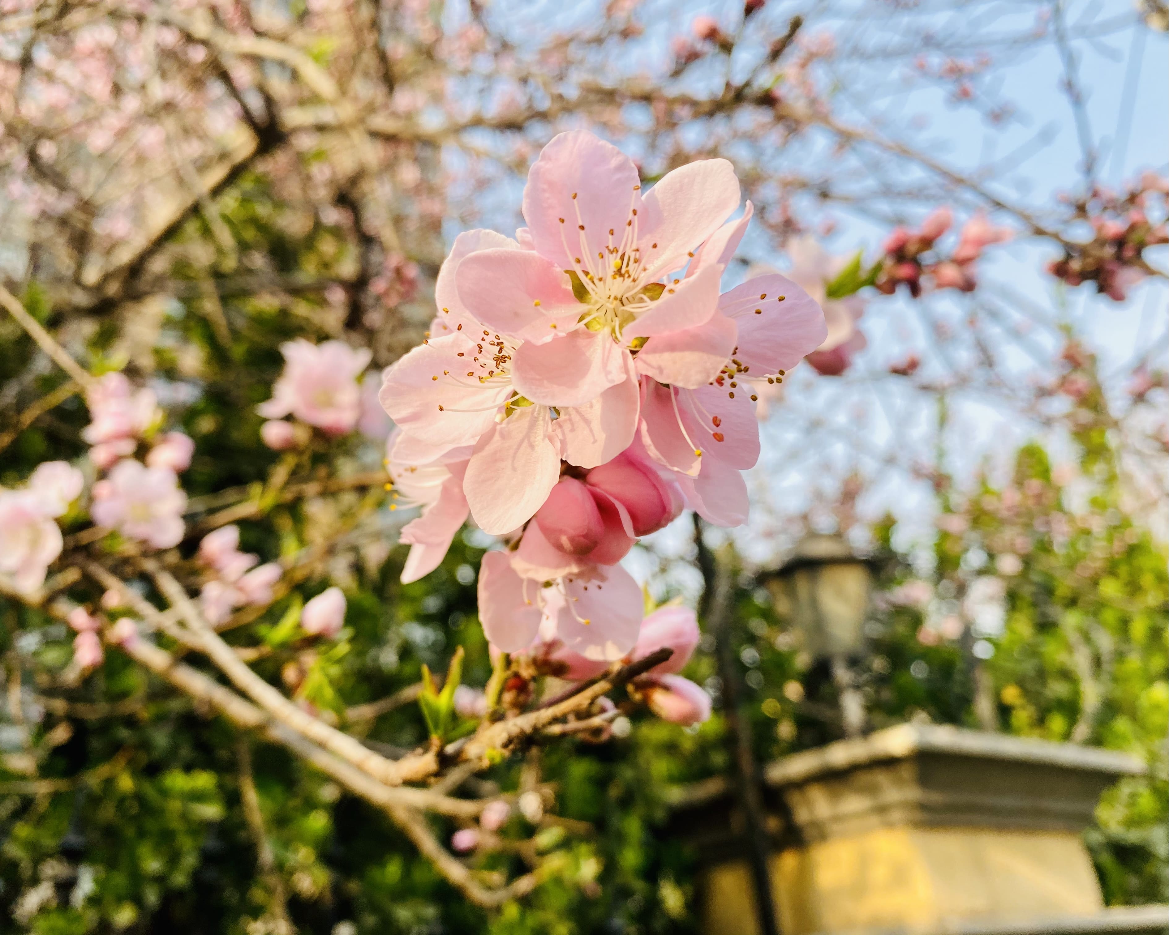 美丽的花朵